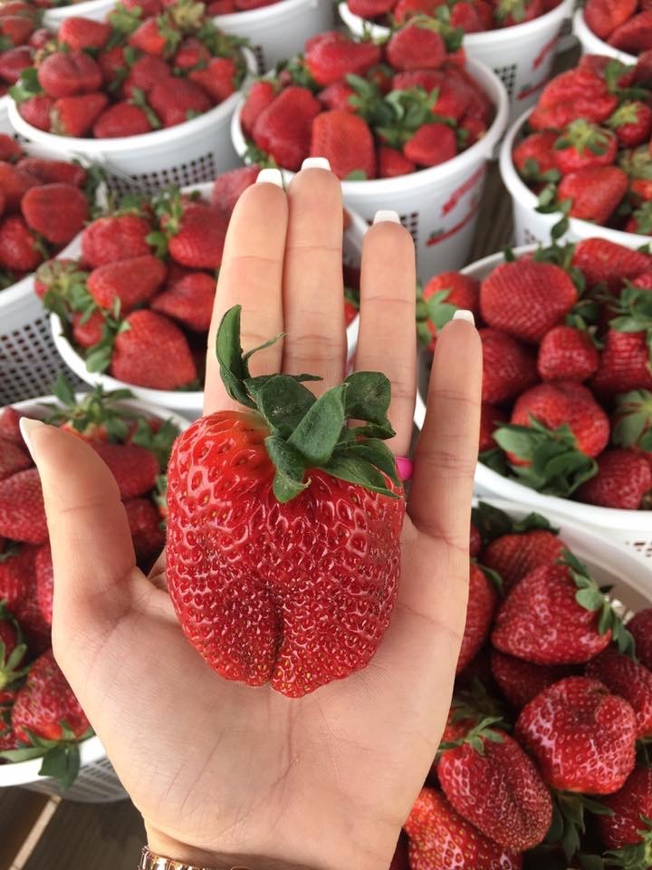 Strawberry Festival Sweetest Spot in