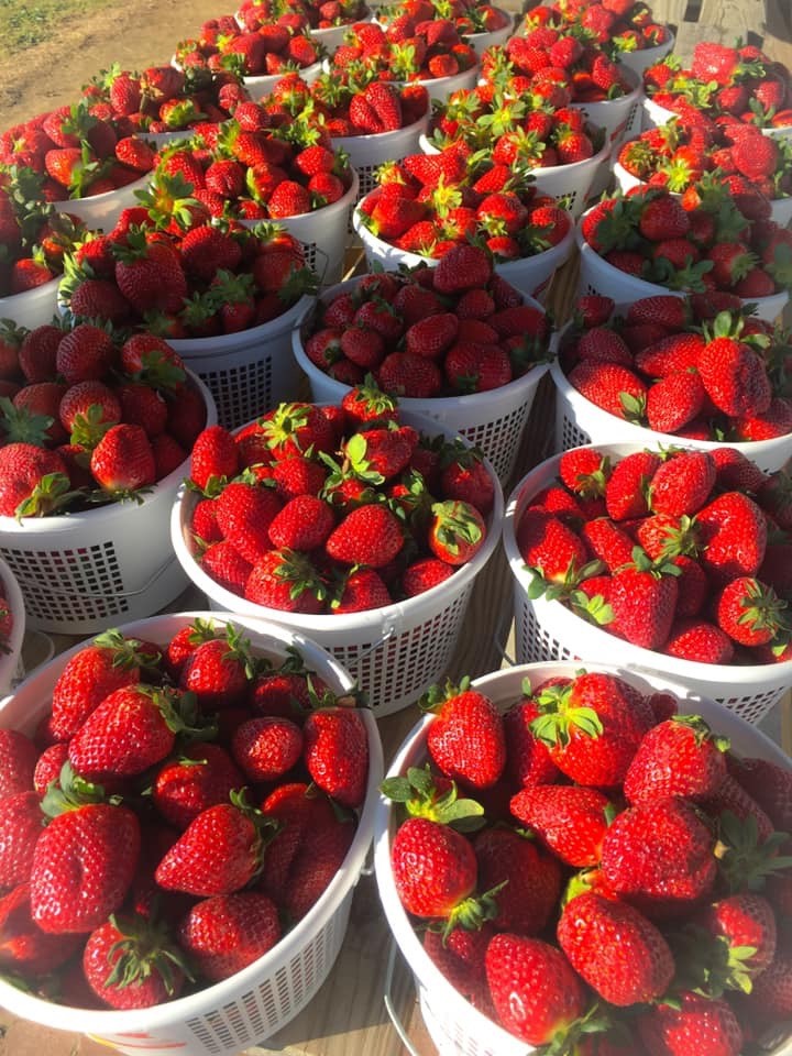 Georgia Strawberry Festival – Sweetest Spot in Georgia